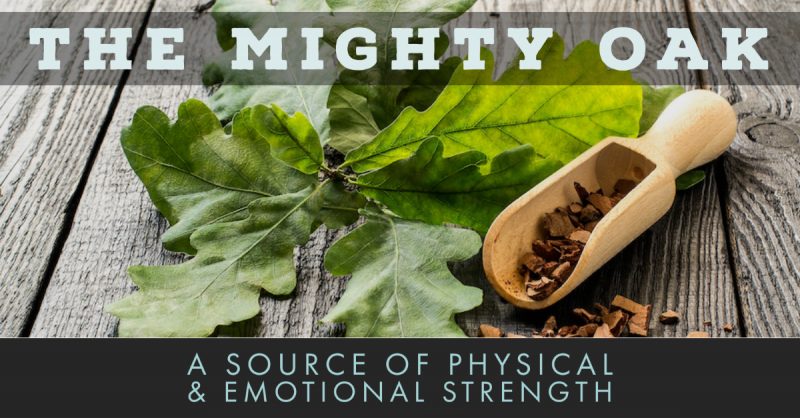 The Mighty Oak: A Source of Physical and Emotional Strength From An Astringent Tree